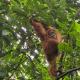 Green View Homestay & Jungle Trekking, Bukit Lawang (fotografie 9)