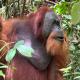 Green View Homestay & Jungle Trekking, Bukit Lawang (fotografie 7)