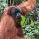 Green View Homestay & Jungle Trekking, Bukit Lawang (fotografie 6)