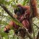 Green View Homestay & Jungle Trekking, Bukit Lawang (fotografie 5)