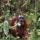 Green View Homestay & Jungle Trekking, Bukit Lawang (fotografie 4)