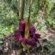 Green View Homestay & Jungle Trekking, Bukit Lawang (fotografie 3)