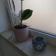Apartamento Palomar, Pombal (fotografie 3)