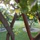 Palm Village 134, Paramaribo (photo 8)