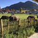 Log cabin Green Heart, Buching (foto 4)