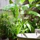 Villa Wellia, Weligama (photo 8)
