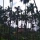 Coffekhan Homestay, Koppa (fotografie 6)