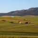 Rolling Hills Farmstead, Каледон (фото 2)