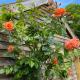 Mustard Pot Cottage, Eye (fotografie 4)