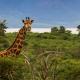 AfriCamps at White Elephant Safaris, Pongola Game Reserve - Fotografie 7
