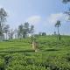 Wild root stay- Aster Chalet, Wayanad (zdjęcie 5)