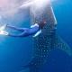 Whaleshark open trip, Jambu - Fotografie 2
