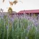 Terra del Valle Bed & Breakfast, Valle de Guadalupe (photo 6)