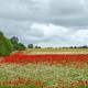 Ferienwohnungen am Waldessaum, Bodstedt - Photo 3