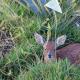 Grysbok Self Catering Accommodation, Oudtshoorn (foto 7)