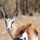 Grysbok Self Catering Accommodation, Oudtshoorn (foto 6)