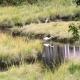 The Heron's Nest - Sea Breezes Sweet Dreams, Chatham (fotografie 2)