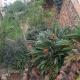 Palm View Guest House, Pretoria (zdjęcie 9)