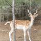 Grysbok Self Catering Accommodation, Oudtshoorn (foto 8)
