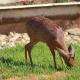 Grysbok Self Catering Accommodation, Oudtshoorn (foto 5)