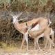 Grysbok Self Catering Accommodation, Oudtshoorn (foto 3)