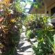 Surya Homestay, Selemadeg (fotografie 5)