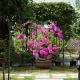 Spring Garden Homestay, Phu Quoc (fotografie 3)