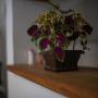 Apartments - Konjic, Apartment Raza