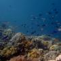 Rezorty - Dauin, Wellbeach Dive Resort