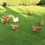 Pensionen - Oxford, Conifer Lodge