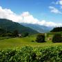 Nyaralók - Bex, Clos des Caillettes