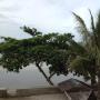 Üdülőtelepek - Siquijor, Cliff Side Beach Resort and Cottages