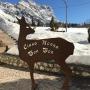 Vendégházak - Cortina dʼAmpezzo, Ciasa Nonna Bon Bon