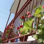 Pensionen - Zandrypsch, U Rimmy Guest House