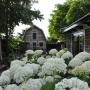 Bed & Breakfasts - Sint Pancras, B&B De Oude Walnoot