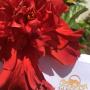 Hotely - Mandeville, Glenrock Hotel Limited