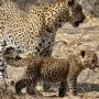 Campsites - Kasane, Moonlight Safaris & Tours