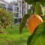 Hotels - Gagra, Gega Hotel
