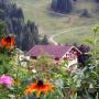 Apartments - Wagrain, Apartmenthaus Kristall