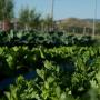 Vidéki vendégházak - Camigliatello Silano, Agriturismo Fiorella