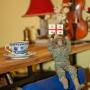 Hostelek - Tbiliszi, The Flat