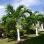 Ferienhäuser - Bon Accord, Restorations Tobago