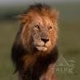 Kempingy - Talek, Talek Bush Camp , Masai Mara