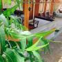 Penziony - Kataragama, The Summer Corridor - Kataragama