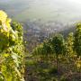 Hotely - Auen, Weingut Hees - Landgasthof Zum Jäger aus Kurpfalz
