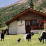 Ferienwohnungen - Saas-Grund, Chalet Stadel