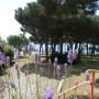 Hotely - Sainte-Maxime, La Casa Mia