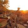 Chaty v prírode - Okaukuejo, Okutala Etosha Lodge