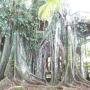 Dovolenkové domy - Cahuita, Topos Tree House