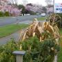 Motely - Invercargill, Heritage Court Motel